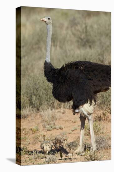 Common Ostrich (Struthio Camelus) Male with Two Chicks-James Hager-Premier Image Canvas