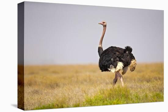 Common Ostrich (Struthio Camelus), or Simply Ostrich, is a Species of Large Flightless Bird Native-Milan Zygmunt-Premier Image Canvas