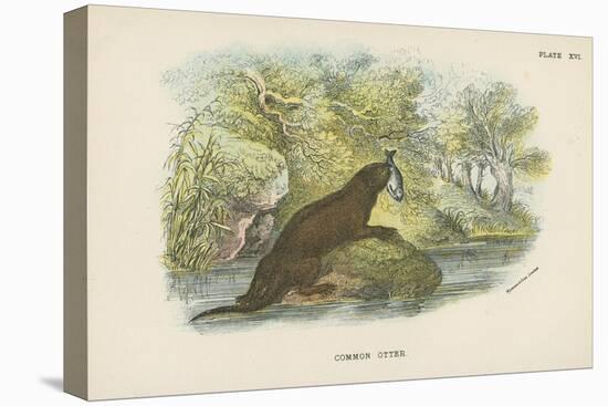 Common Otter-English School-Premier Image Canvas