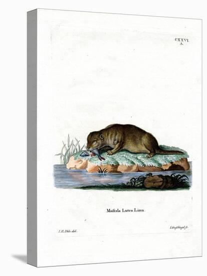 Common Otter-null-Premier Image Canvas