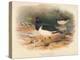 Common Oyster-Catcher (Haematopus ostralegus), 1900, (1900)-Charles Whymper-Premier Image Canvas