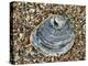 Common Oyster Shell on Beach, Normandy, France-Philippe Clement-Premier Image Canvas