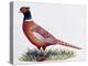 Common Pheasant Cock (Phasianus Colchicus), Phasianidae-null-Premier Image Canvas