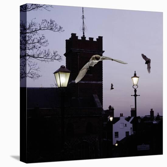 Common Pipistrelles (Pipistrellus Pipistrellus) Flying Round Church Tower. UK. Digital Composite-null-Premier Image Canvas