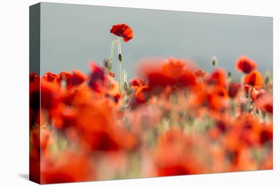 Common poppies backlit, Crantock, Newquay, Cornwall, UK-Ross Hoddinott-Premier Image Canvas