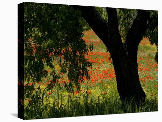 Common Poppies Flowering, Huesca Province, Aragon Region, Spain-Inaki Relanzon-Premier Image Canvas