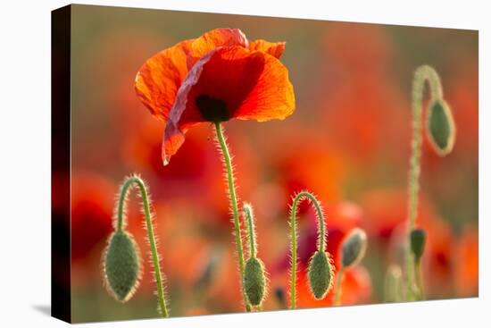 Common Poppies (Papaver Rhoeas) Backlit In Evening Light, Polly - Porth Joke, Pentire-Ross Hoddinott-Premier Image Canvas