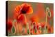Common Poppies (Papaver Rhoeas) Backlit In Evening Light, Polly - Porth Joke, Pentire-Ross Hoddinott-Premier Image Canvas