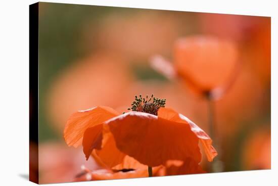 Common Poppies (Papaver Rhoeas)-Adrian Bicker-Premier Image Canvas