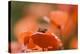 Common Poppies (Papaver Rhoeas)-Adrian Bicker-Premier Image Canvas