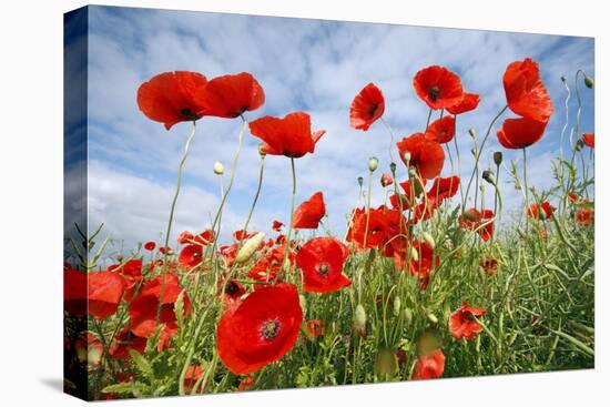 Common Poppy Growing in Oil Seed Rape Crop-null-Premier Image Canvas