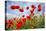 Common Poppy Growing in Oil Seed Rape Crop-null-Premier Image Canvas