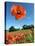 Common Poppy Individual Flower, Hertfordshire, England, UK-Andy Sands-Premier Image Canvas