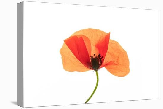 Common poppy on LED light panel-Adrian Davies-Premier Image Canvas