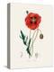 Common Poppy (Papaver Rhoeas) Medical Botany-John Stephenson and James Morss Churchill-Premier Image Canvas