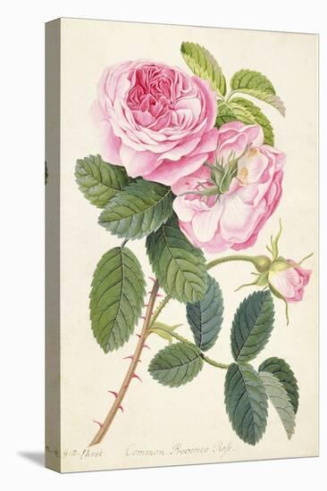 Common Provence Rose-Georg Dionysius Ehret-Premier Image Canvas