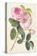 Common Provence Rose-Georg Dionysius Ehret-Premier Image Canvas