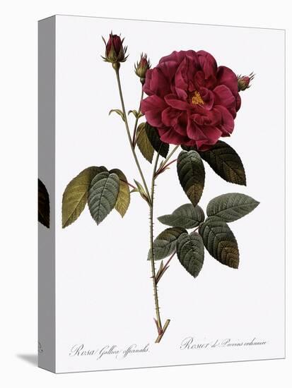 Common Provins Rose-Pierre Joseph Redoute-Premier Image Canvas