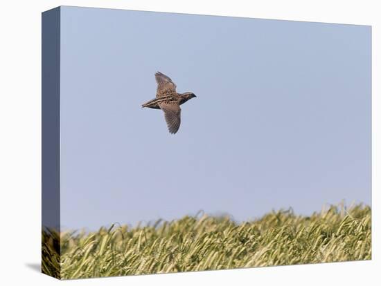 Common Quail (Coturnix Coturnix) Flying over Field, Spain, May-Markus Varesvuo-Premier Image Canvas