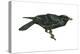 Common Raven (Corvus Corax), Birds-Encyclopaedia Britannica-Stretched Canvas