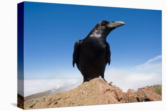 Common Raven (Corvus Corax) Perched on Rock, La Caldera De Taburiente Np, La Palma, Canary Islands-Relanzón-Premier Image Canvas