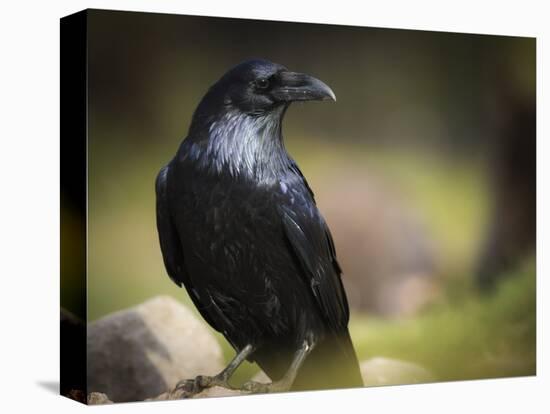 Common Raven, Corvus Corax, West Yellowstone, Montana, Wild-Maresa Pryor-Premier Image Canvas