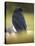 Common Raven, Corvus corax, Yellowstone, Montana-Maresa Pryor-Premier Image Canvas