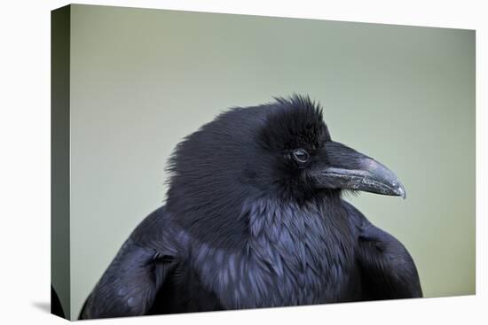 Common Raven (Corvus Corax), Yellowstone National Park, Wyoming, United States of America-James Hager-Premier Image Canvas