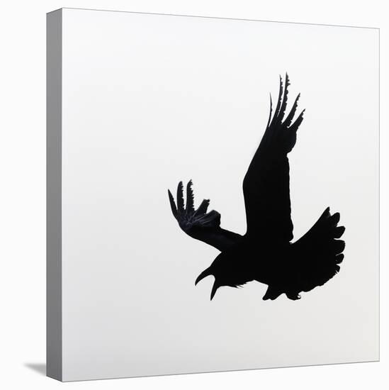 Common Raven Screaming-Arthur Morris-Premier Image Canvas