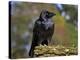 Common Raven-Linda Wright-Premier Image Canvas