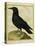 Common Raven-Georges-Louis Buffon-Premier Image Canvas