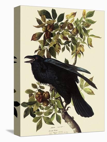 Common Raven-John James Audubon-Premier Image Canvas