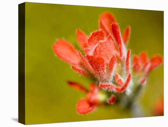 Common Red Paintbrush, California, Usa-Paul Colangelo-Premier Image Canvas