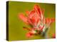 Common Red Paintbrush, California, Usa-Paul Colangelo-Premier Image Canvas