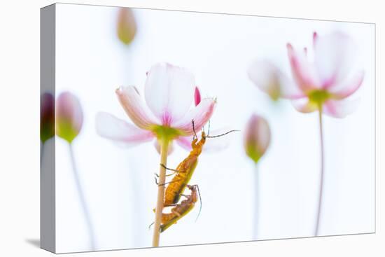 Common red soldier beetle pair mating, The Netherlands-Edwin Giesbers-Premier Image Canvas