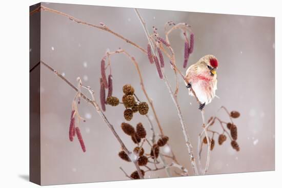 Common redpoll perched in alder during a snowstorm, USA-Marie Read-Premier Image Canvas