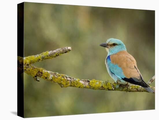 Common Roller Perched, South Spain-Inaki Relanzon-Premier Image Canvas