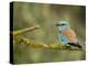 Common Roller Perched, South Spain-Inaki Relanzon-Premier Image Canvas