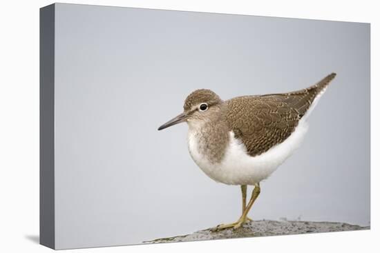 Common Sandpiper (Actitis Hypoleucos) Elbe Biosphere Reserve, Lower Saxony, Germany, September-Damschen-Premier Image Canvas