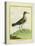 Common Sandpiper-Georges-Louis Buffon-Premier Image Canvas