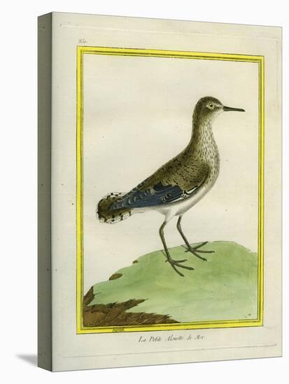 Common Sandpiper-Georges-Louis Buffon-Premier Image Canvas