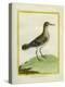 Common Sandpiper-Georges-Louis Buffon-Premier Image Canvas