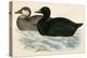 Common Scoter-Beverley R. Morris-Premier Image Canvas