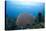 Common Sea Fan, Ambergris Caye, Belize-Pete Oxford-Premier Image Canvas