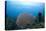 Common Sea Fan, Ambergris Caye, Belize-Pete Oxford-Premier Image Canvas