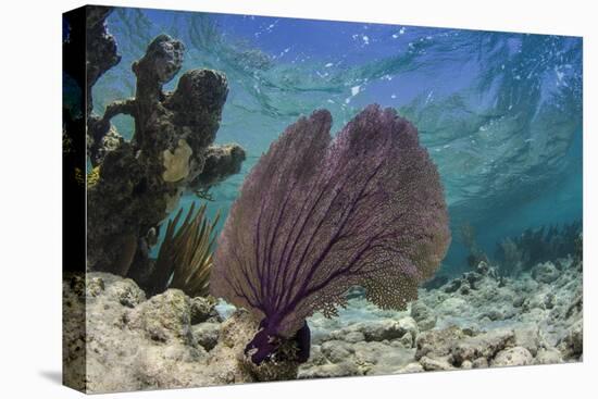 Common Sea Fan, Lighthouse Reef, Atoll, Belize-Pete Oxford-Premier Image Canvas