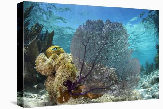 Common Sea Fan, Lighthouse Reef, Atoll, Belize-Pete Oxford-Premier Image Canvas