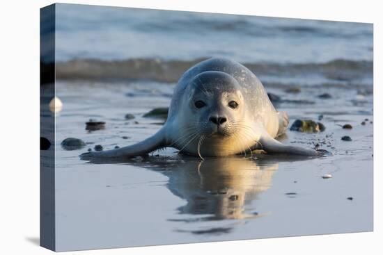 Common Seal known also as Harbour Seal, Hair Seal or Spotted Seal (Phoca Vitulina) Pup Lying on The-Iwona Fijol-Premier Image Canvas