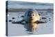 Common Seal known also as Harbour Seal, Hair Seal or Spotted Seal (Phoca Vitulina) Pup Lying on The-Iwona Fijol-Premier Image Canvas