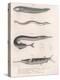 Common Snake Fish. Common Sand Eel. Common Hornhecht. Brazilian Halfbeak, C.1850S-null-Premier Image Canvas